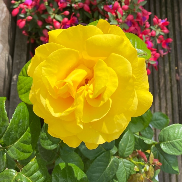 Plant image Rosa 'Golden Wedding'