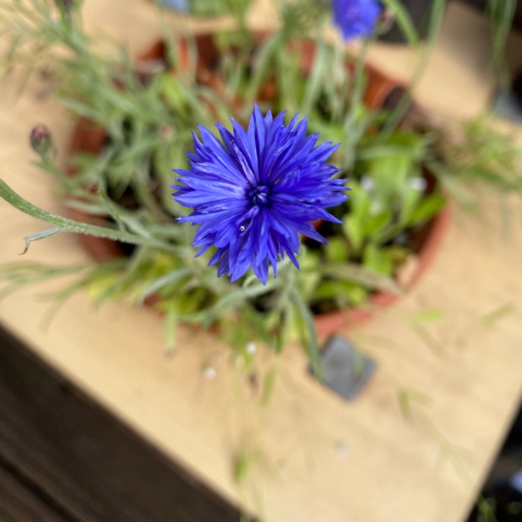 plant image 1349776