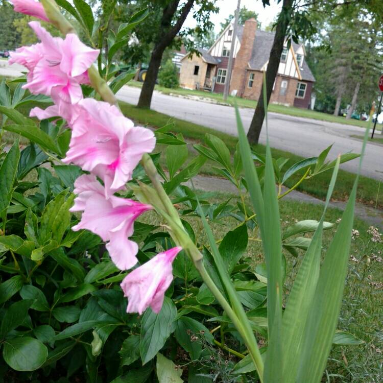 Plant image Gladiolus 'Charming Beauty'