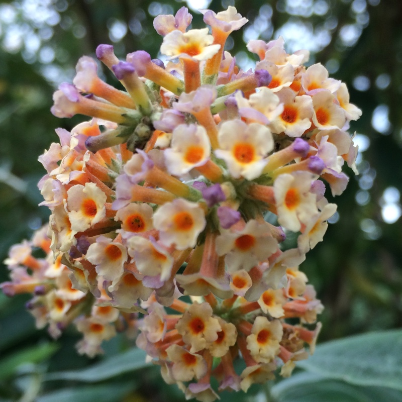 Plant image Buddleja x weyeriana 'Moonlight' syn. Buddleja 'Hocus Pocus'