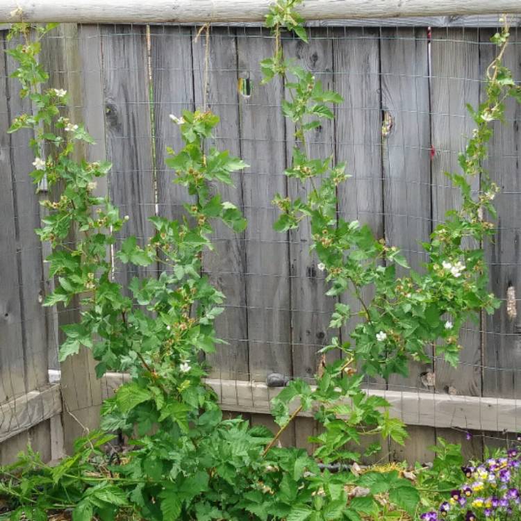 Plant image Rubus Boysenberry