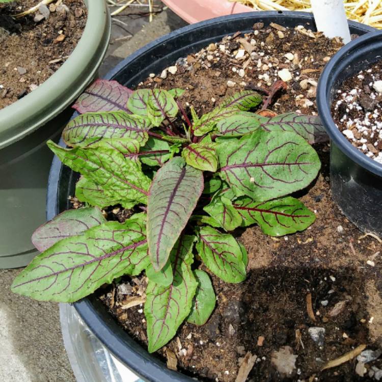 Plant image Rumex acetosa 'Red Veined'