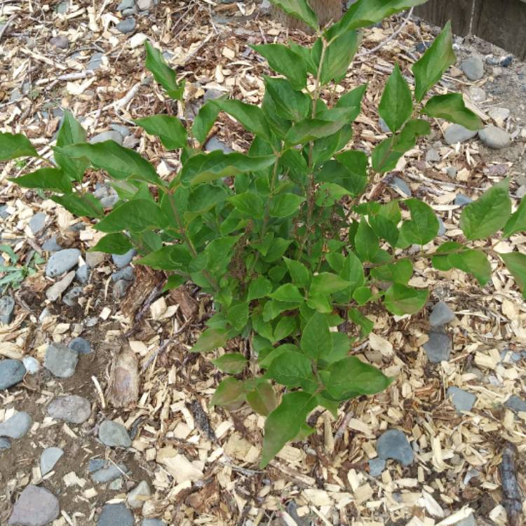 Plant image Syringa pubescens subsp. patula 'Miss Kim'