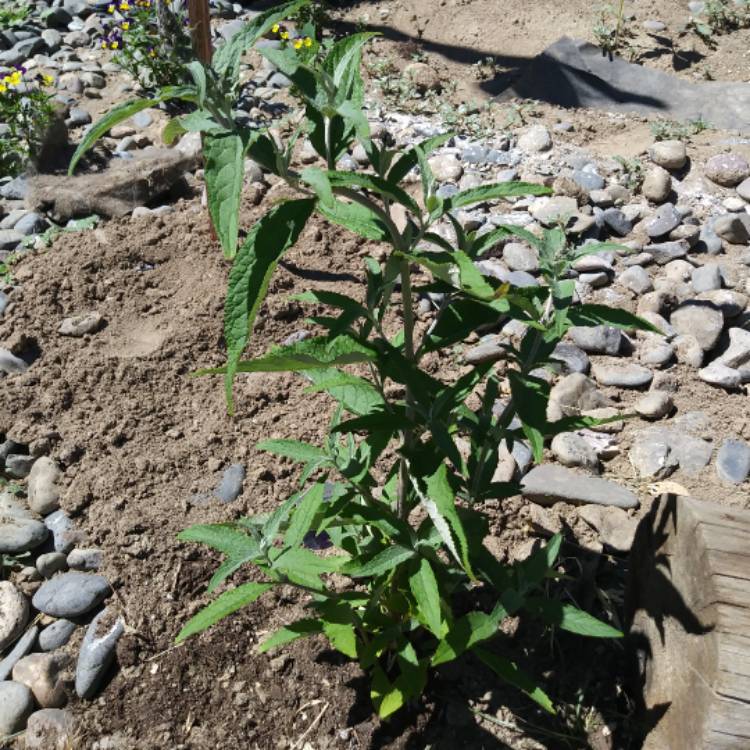 Plant image Buddleja davidii 'Harkstead Indigo' (Buzz Series) syn. Buddleja davidii 'Buzz Indigo'