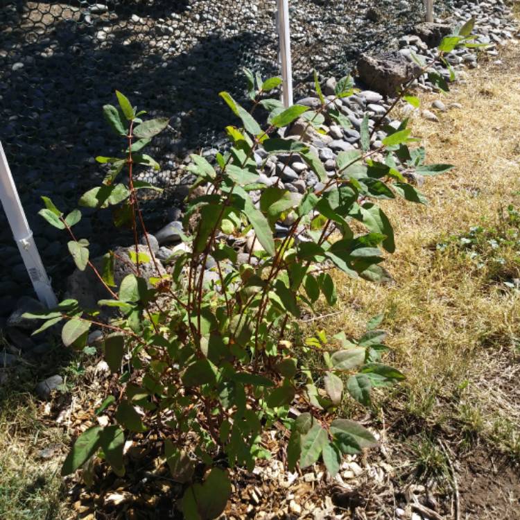 Plant image Lonicera caerulea var. kamtschatica