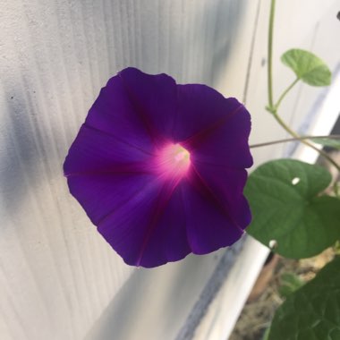 Morning Glory 'Grandpa Ott'