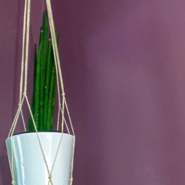 Sansevieria bacularis 'Mikado'