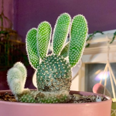 Opuntia microdasys var. albispina