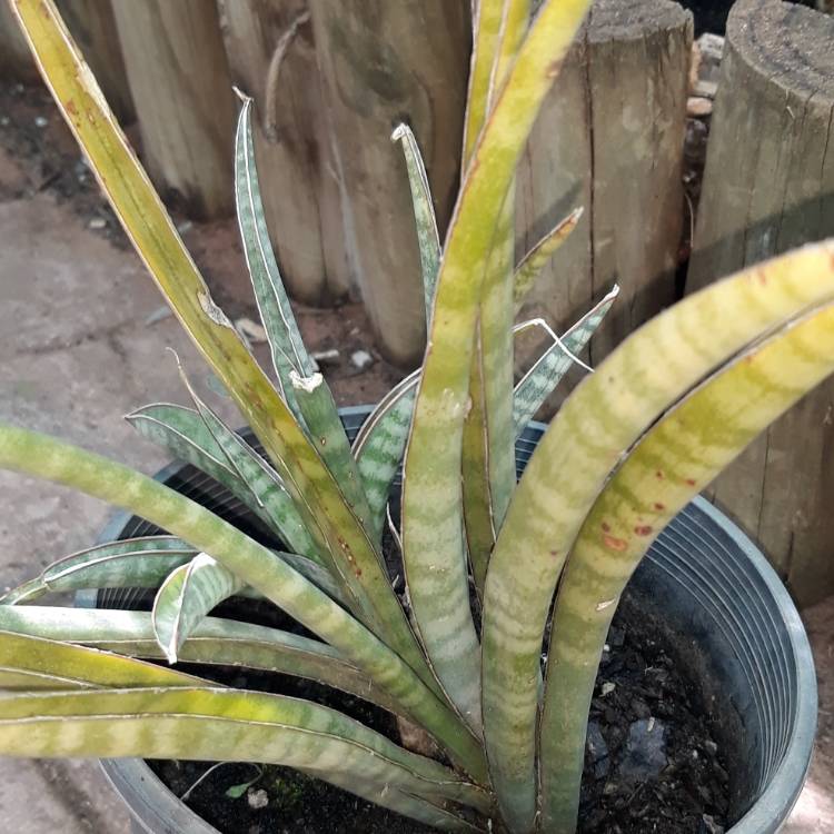 Plant image Sansevieria suffruticosa