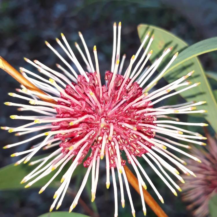 Plant image Hakea laurina