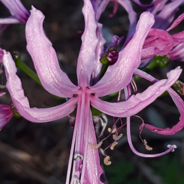 Plant image Nerine 'Winter Cheer'