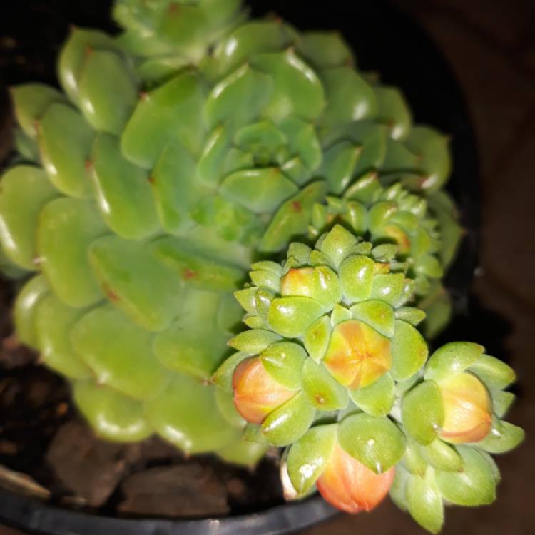 Plant image Echeveria Dondo