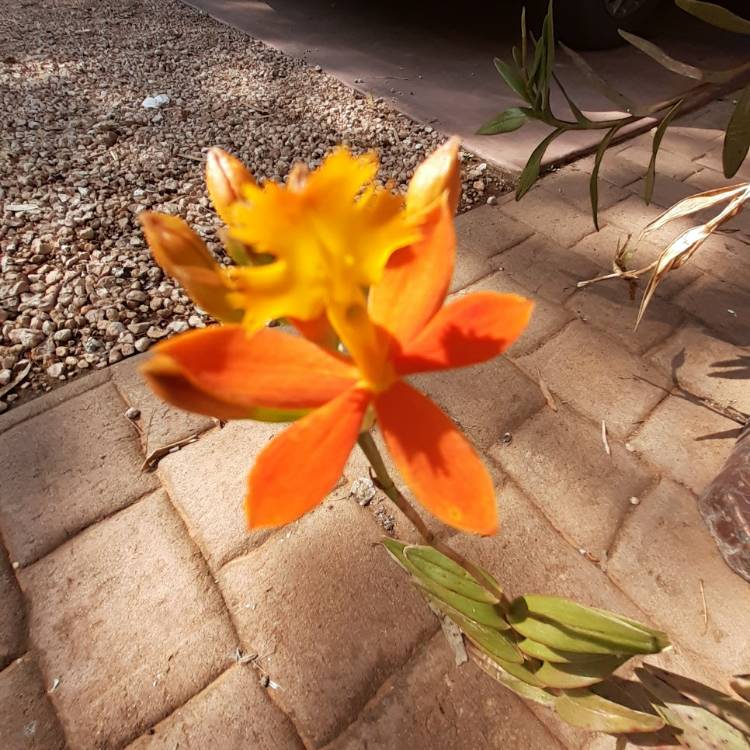 Plant image Epidendrum Secundum