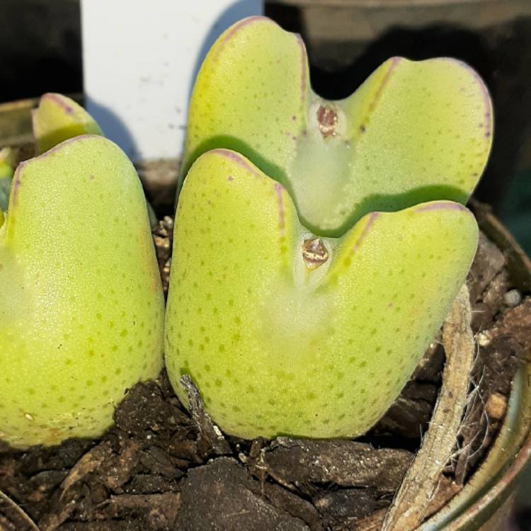 Plant image Conophytum bilobum syn. Derenbergia biloba, Mesembryanthemum bilobum