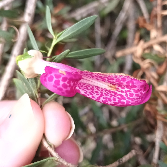 Plant image Eremophila maculata 'Aurea'