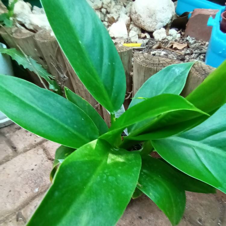 Plant image Philodendron 'Imperial Green' syn. Philodendron erubescens 'Imperial Green'