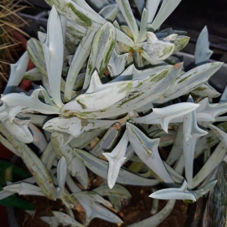 Plant image Kleinia 'Trident Blue syn. Senecio 'Trident Blue'