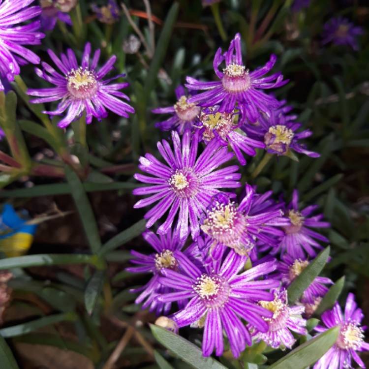 Plant image Drosanthemum Hispidum