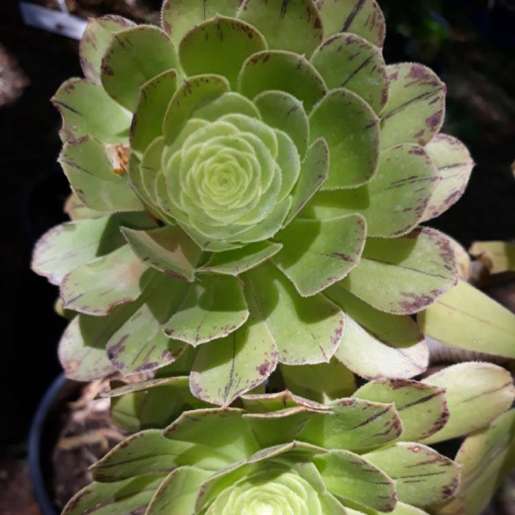 Plant image Aeonium Bronze Medal