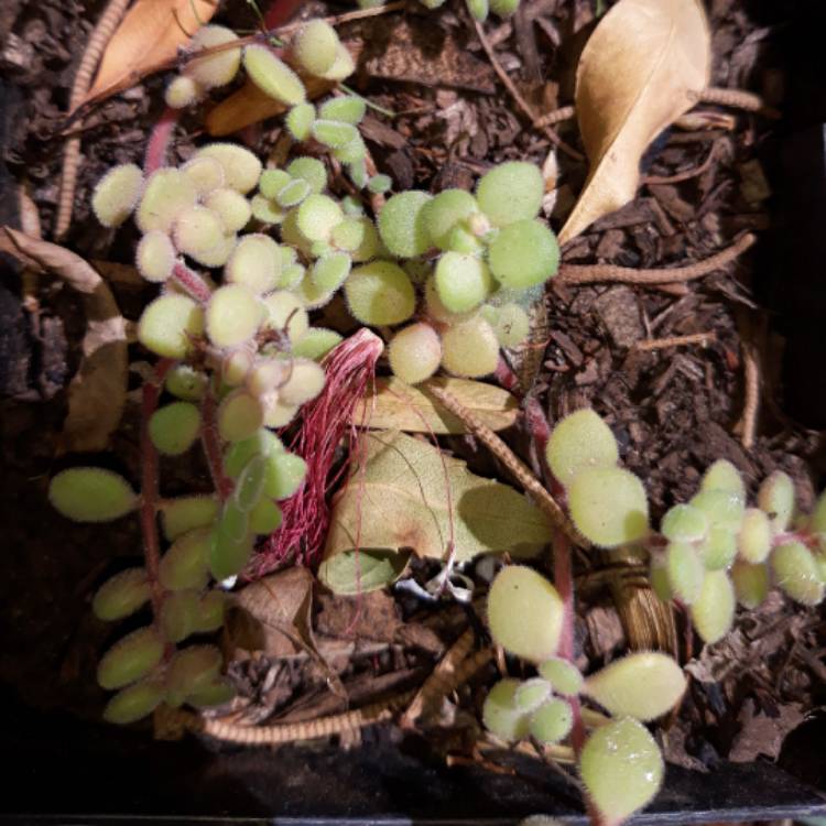 Plant image Crassula expansa subsp. fragilis