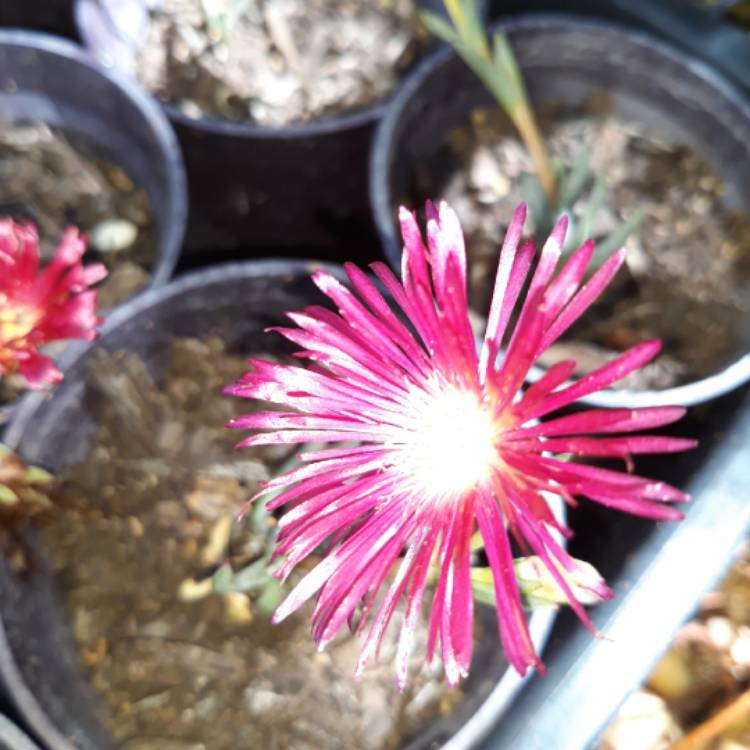 Plant image Mesembryanthemum bellidiformis 'Hot Pink Pig Face'