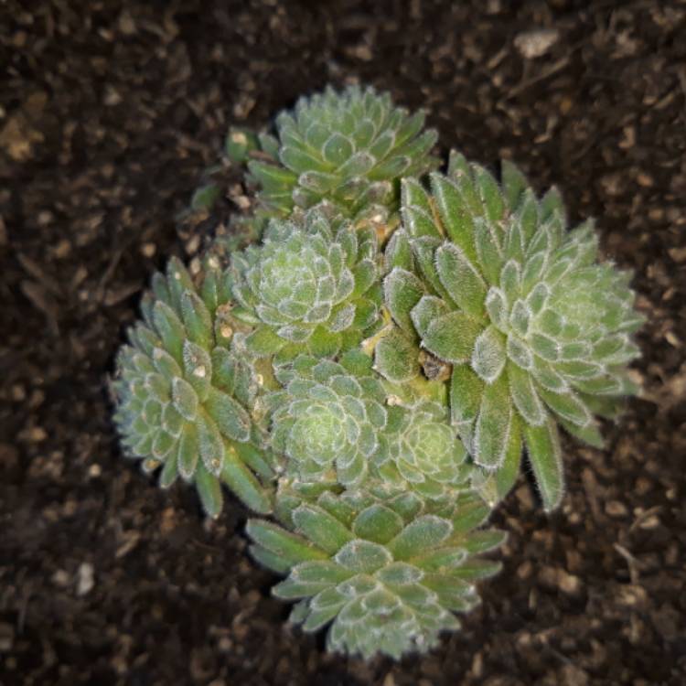 Plant image Sempervivum Hairy Balls