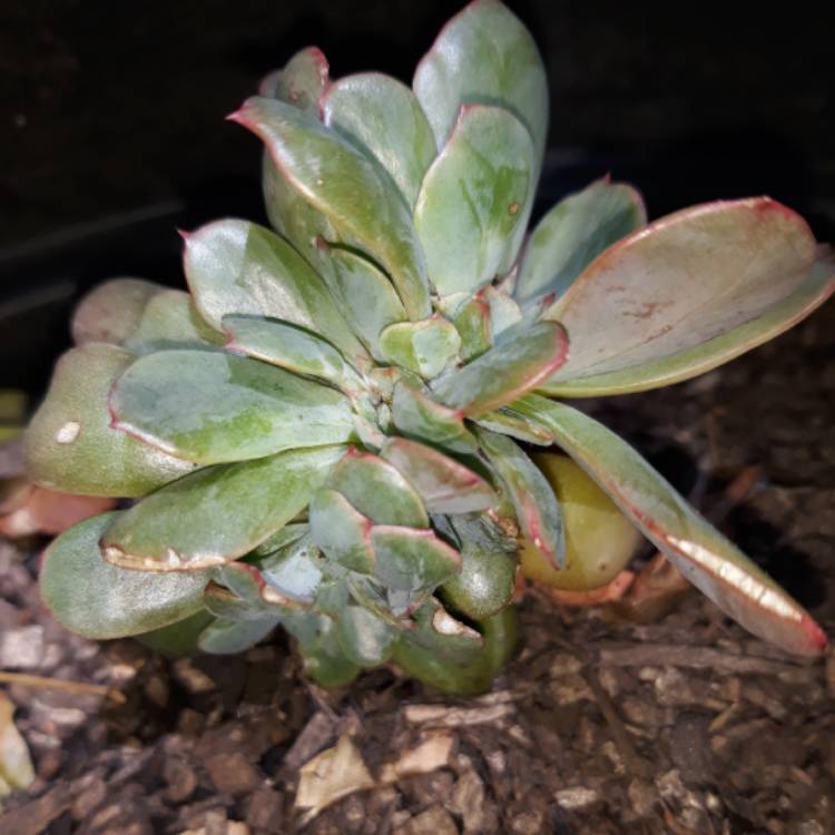 Plant image Echeveria Spectabilis Cristata Variegata