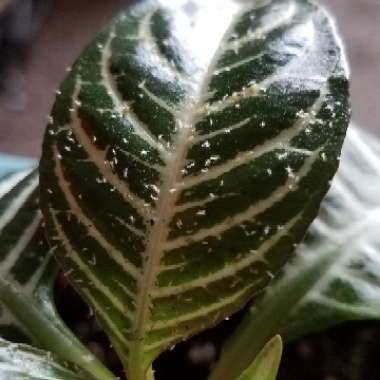 Aphelandra Squarrosa