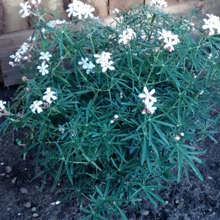 Plant image Choisya x dewitteana 'White Dazzler'