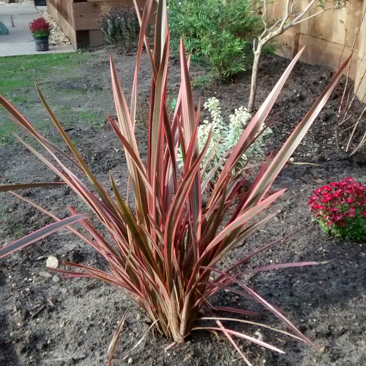 Plant image Phormium 'Evening Glow'