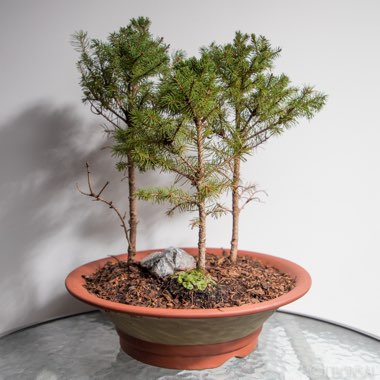 Picea glauca