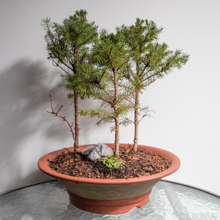 Plant image Picea glauca