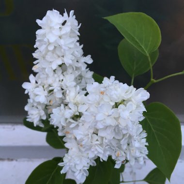 Syringa vulgaris 'Krasavitsa Moskvy' syn. Syringa vulgaris 'Beauty Of Moscow'