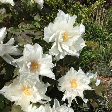 Paeonia lactiflora 'Krinkled White'