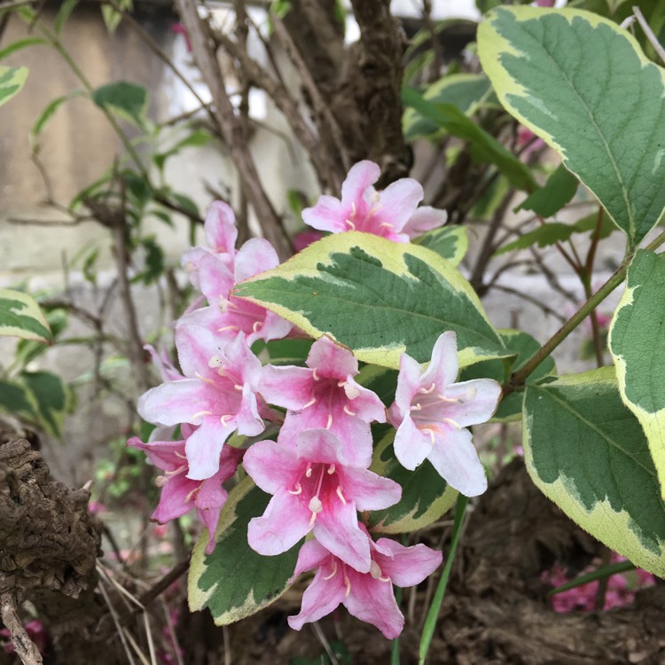 Plant image Weigela 'Kosteriana Variegata'