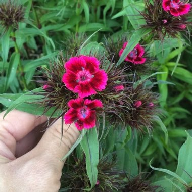 Dianthus barbatus 'Sweet™ Black Cherry'