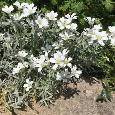 Cerastium tomentosum