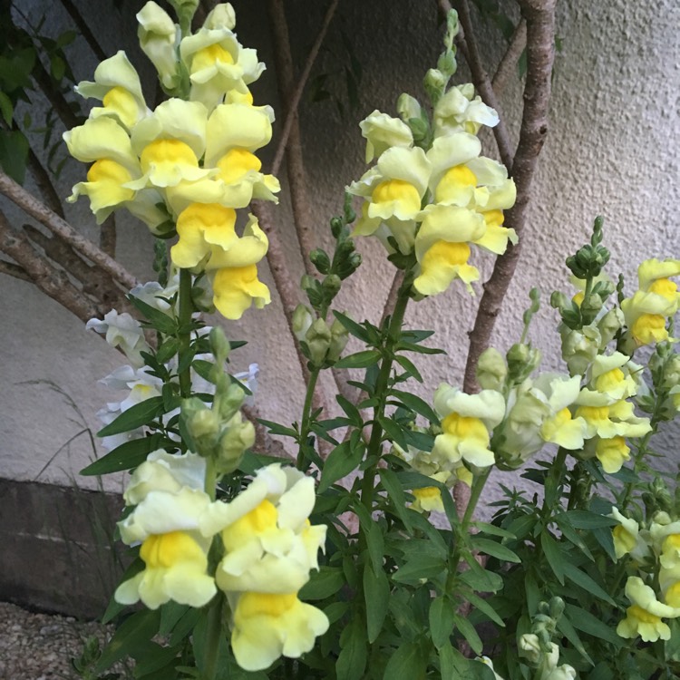 Plant image Antirrhinum majus 'Tom Thumb'