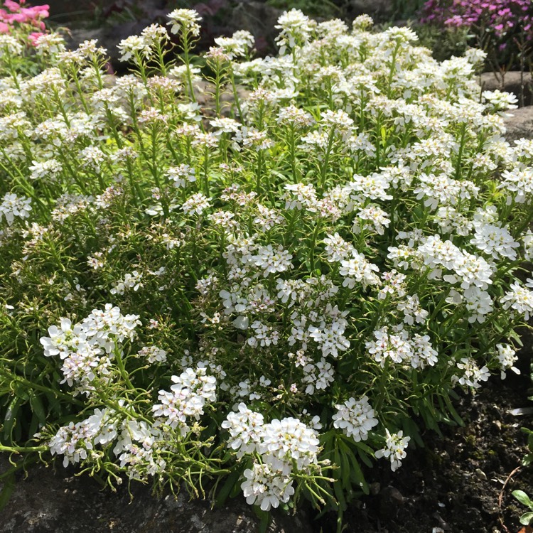 Plant image Iberis sempervirens 'Masterpiece'