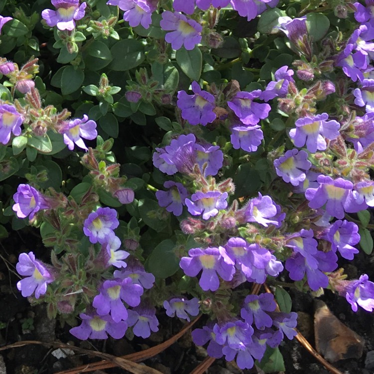 Plant image Chaenorhinum origanifolium 'Blue Dream'