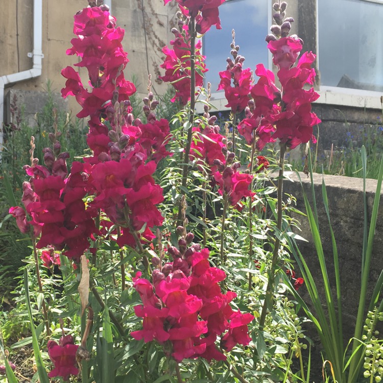 Plant image Antirrhinum majus 'Night And Day'