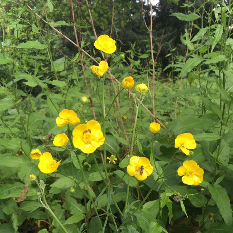 Plant image Ranunculus acris