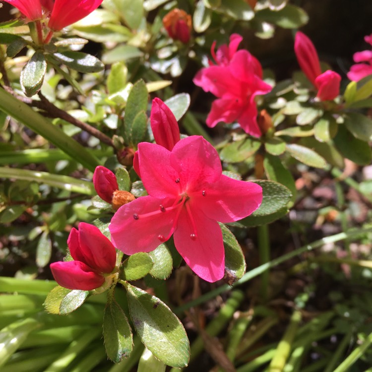 Plant image Rhododendron 'Hino Crimson'