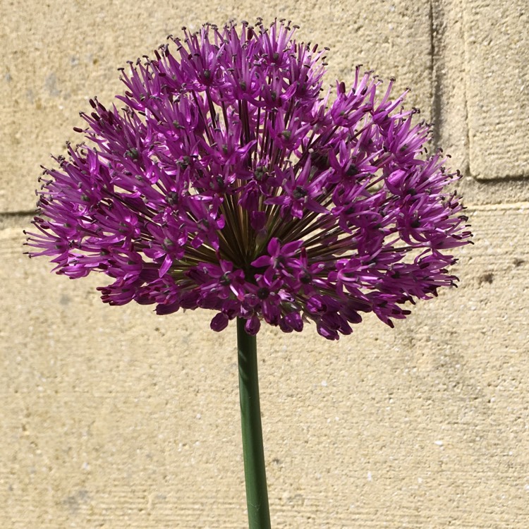 Plant image Allium jesdianum 'Akbulak' syn. Allium 'Akbulak', Allium rosenbachianum 'Akbulak'