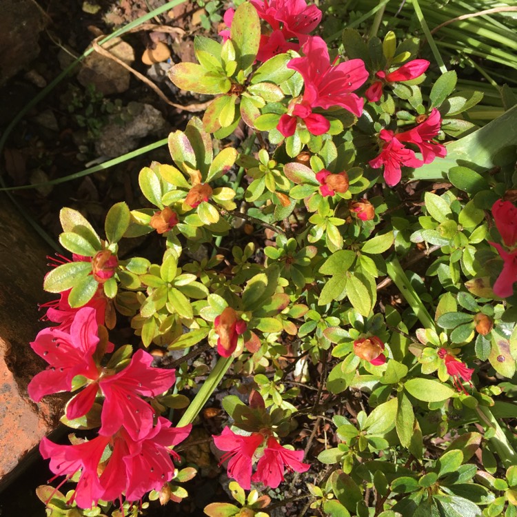 Plant image Rhododendron 'Hino Crimson'