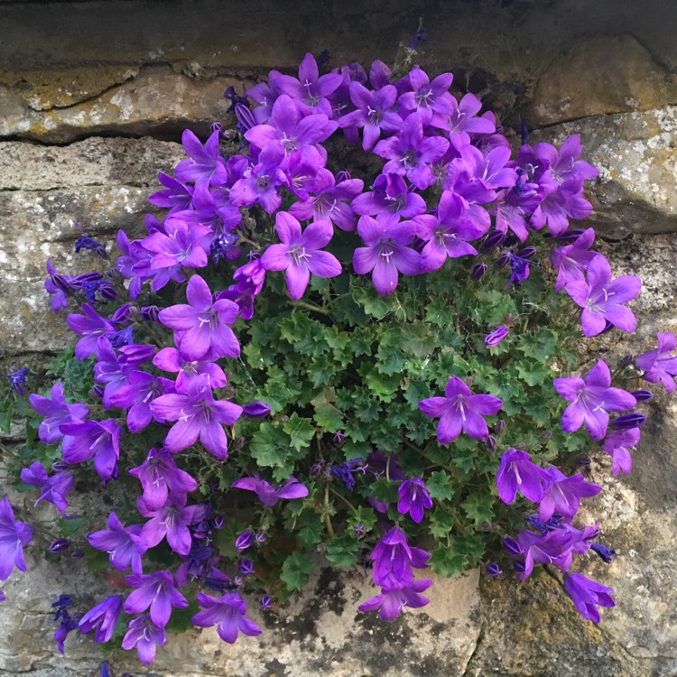 Plant image Campanula portendchlagiana 'Clockwise Deep Blue'