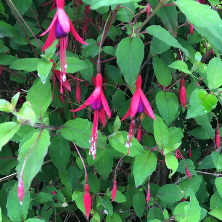 Plant image Fuchsia 'Whiteknight's Amethyst'