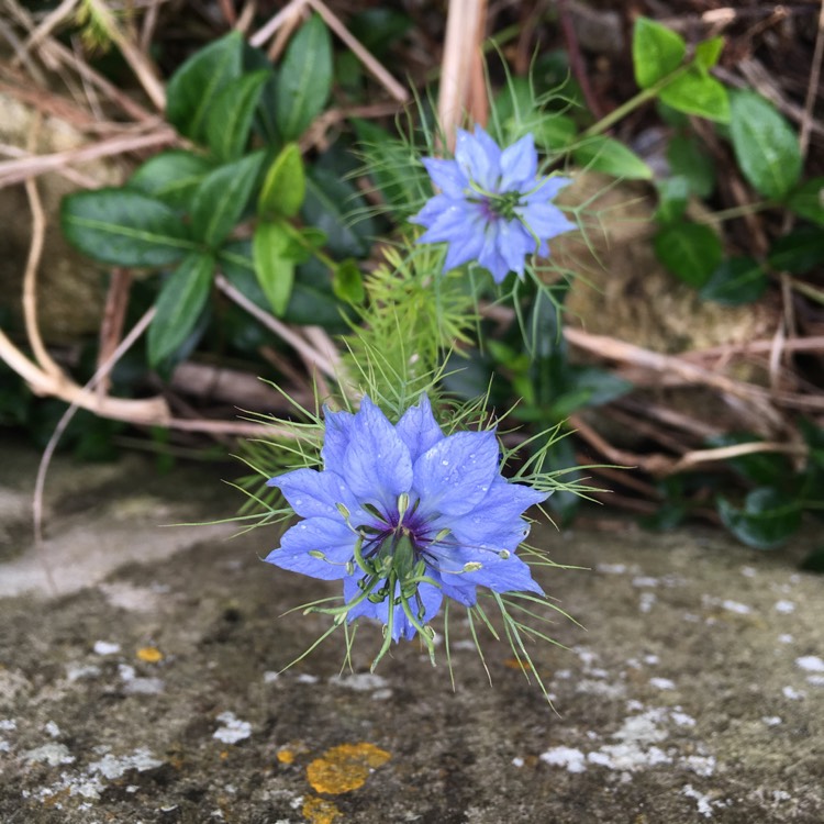 Plant image Nigella damascena 'Miss Jekyll'