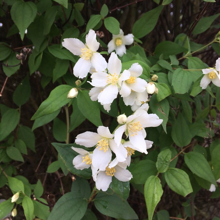 Plant image Philadelphus Coronarius