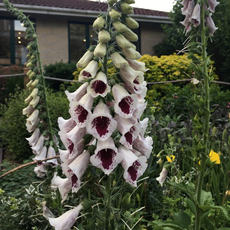 Plant image Digitalis purpurea 'Giant Spotted'